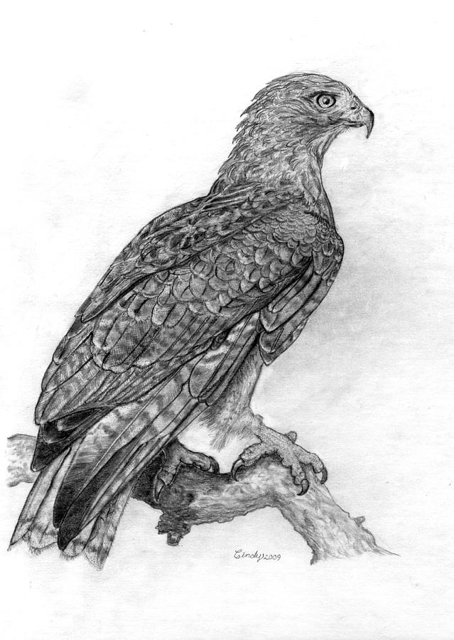 Hawk Drawing Beautiful Image