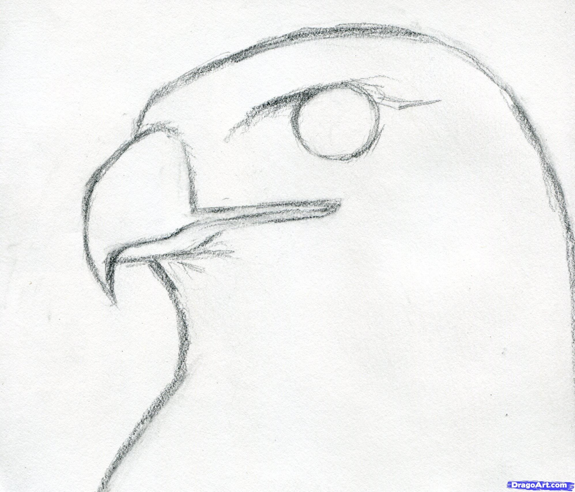 Hawk Drawing Image