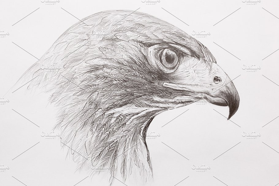 Hawk Drawing Photo
