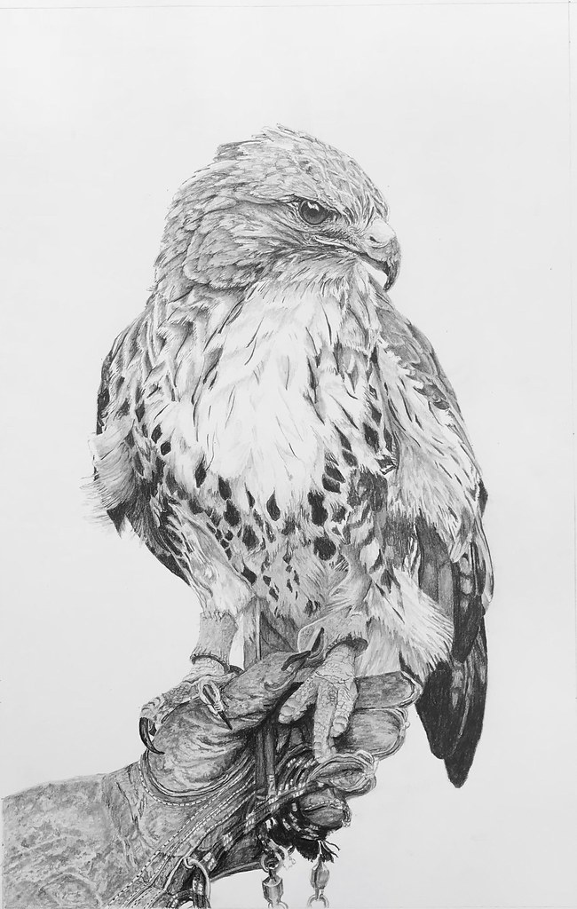 Hawk Drawing Pics