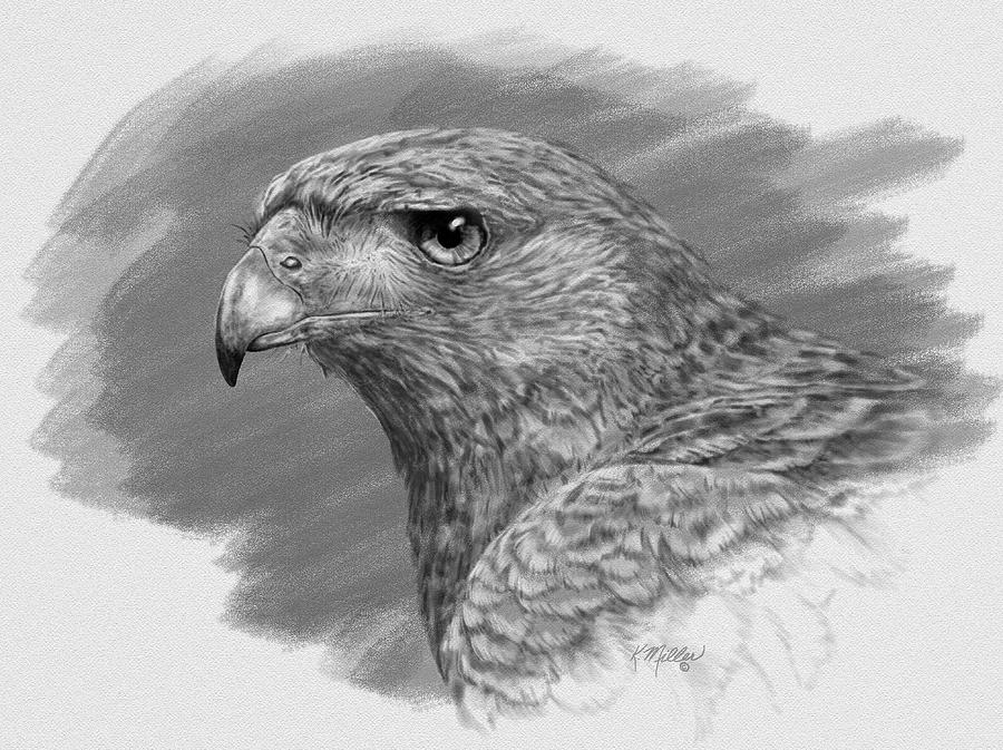 Hawk Drawing Picture