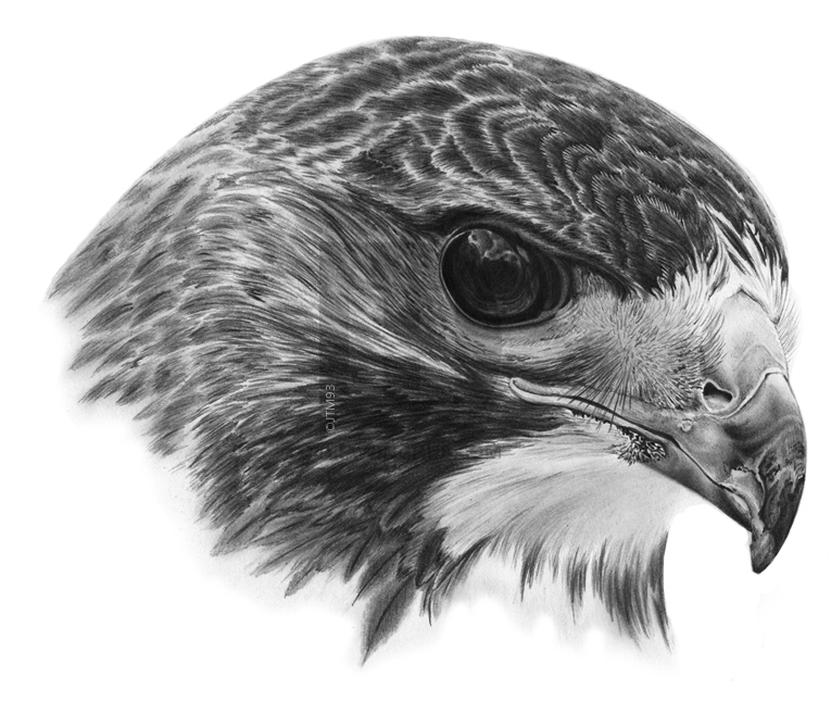 Hawk Drawing Realistic