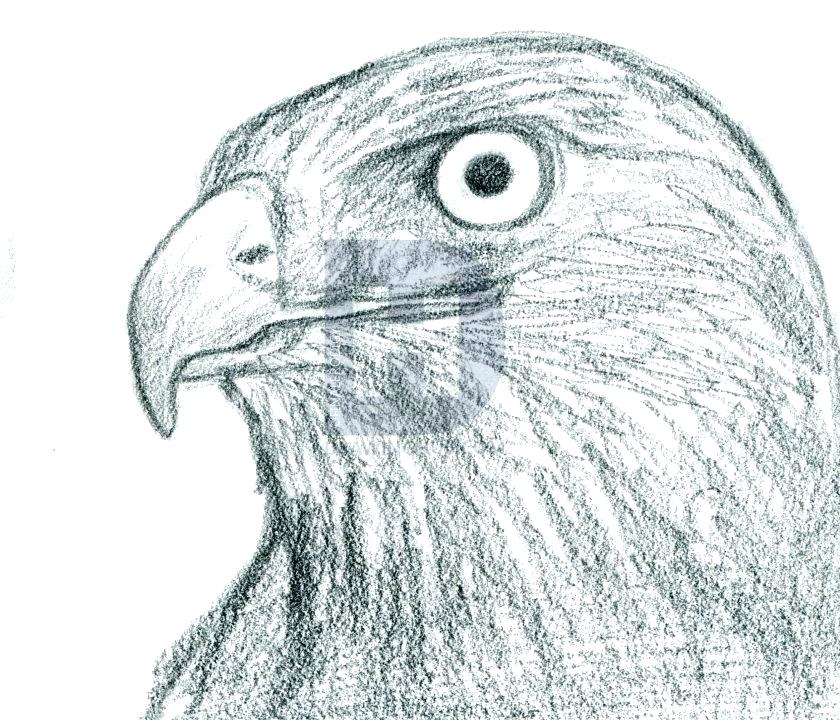 Hawk Drawing Sketch