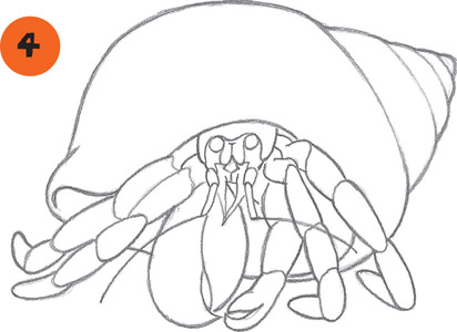 Hermit Crab Art Drawing