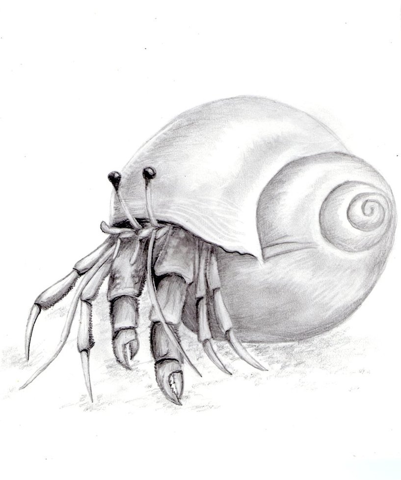 Hermit Crab Drawing Amazing