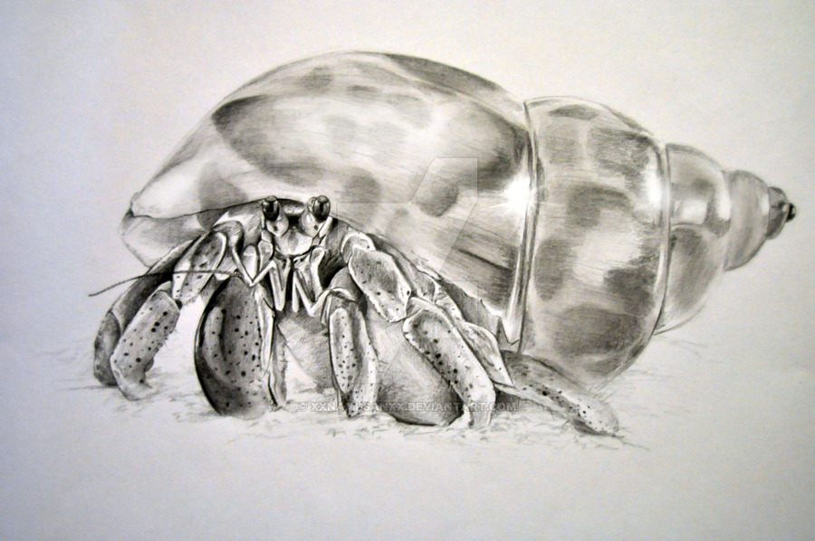 Hermit Crab Drawing Best