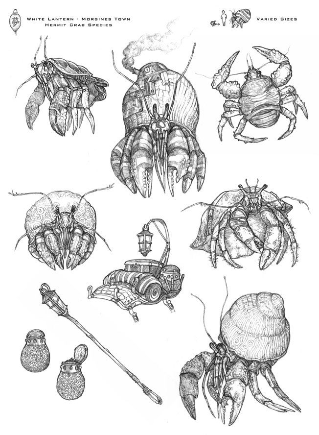 Hermit Crab Drawing Photo