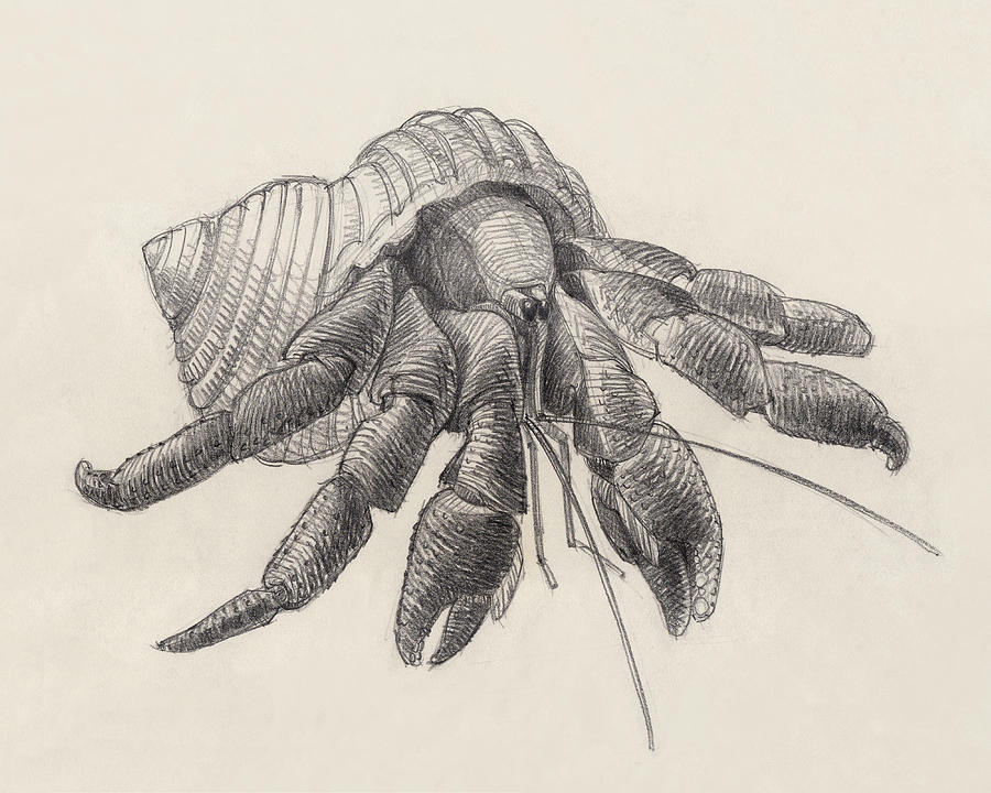 Hermit Crab Drawing Pic