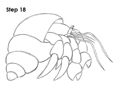 Hermit Crab Drawing Picture