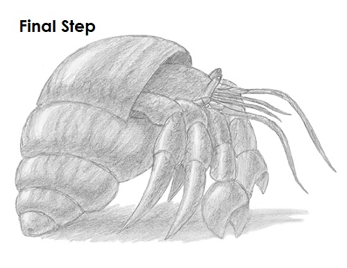Hermit Crab Drawing Realistic