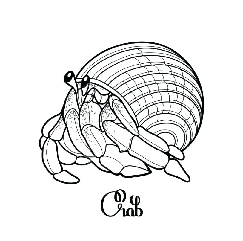 Hermit Crab Drawing Sketch