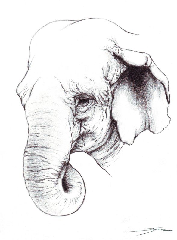 Hindu Elephant Drawing Pic