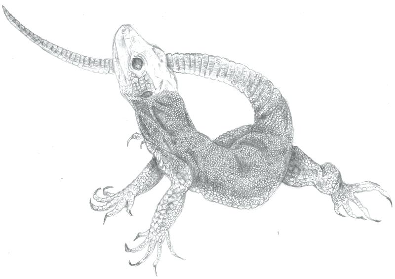 Lizard Dragon Drawing Beautiful Art