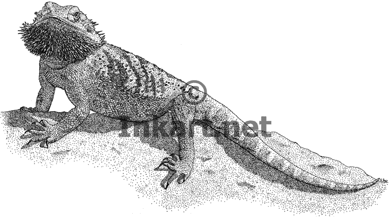Lizard Dragon Drawing Image