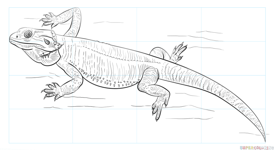 Lizard Dragon Drawing Photo