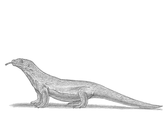 Lizard Dragon Drawing Realistic