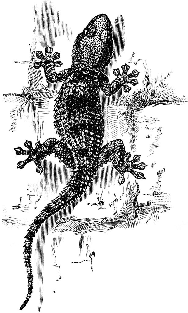 Lizard Dragon Drawing