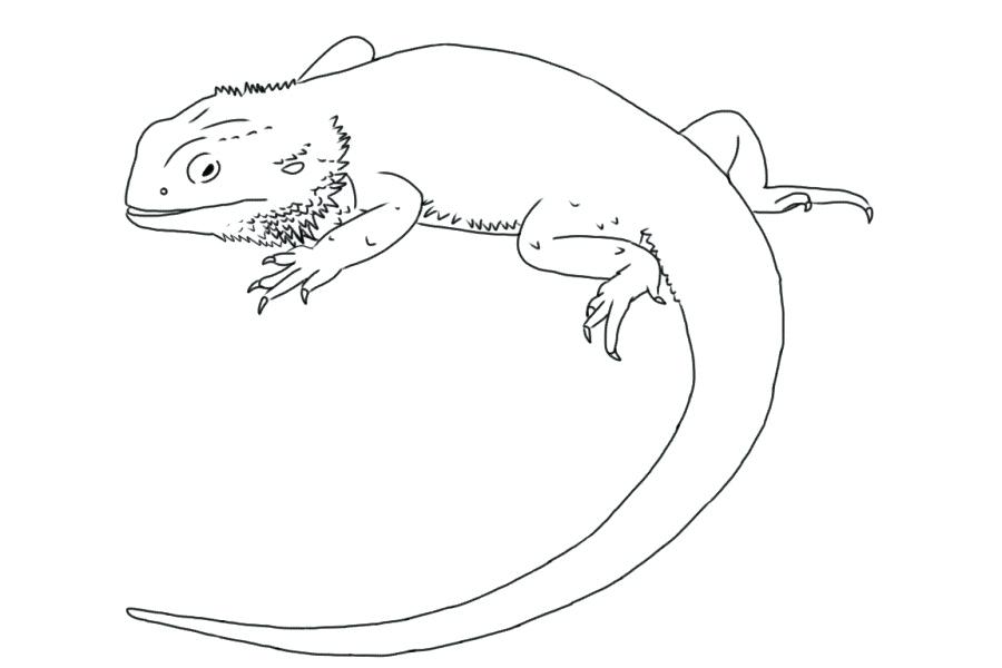 Lizard Komodo Dragon Drawing Image