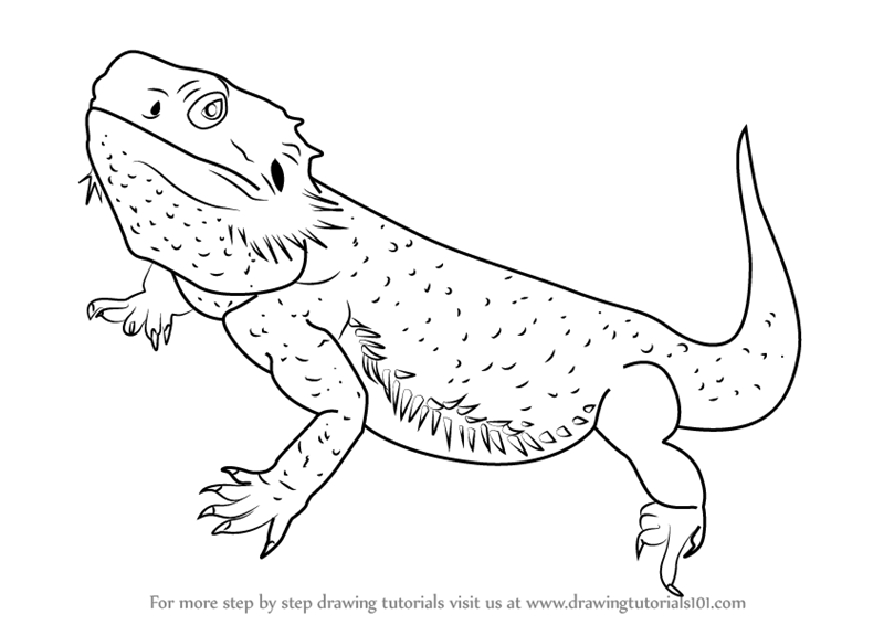 Lizard Komodo Dragon Drawing Photo