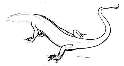 Lizard Komodo Dragon Drawing Pics