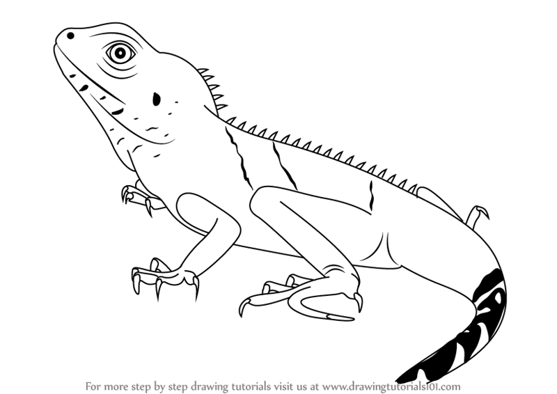 Lizard Komodo Dragon Drawing Picture