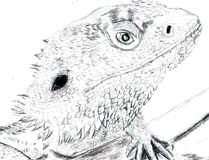 Lizard Komodo Dragon Drawing