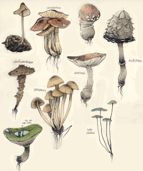 Mushroom Art Drawing