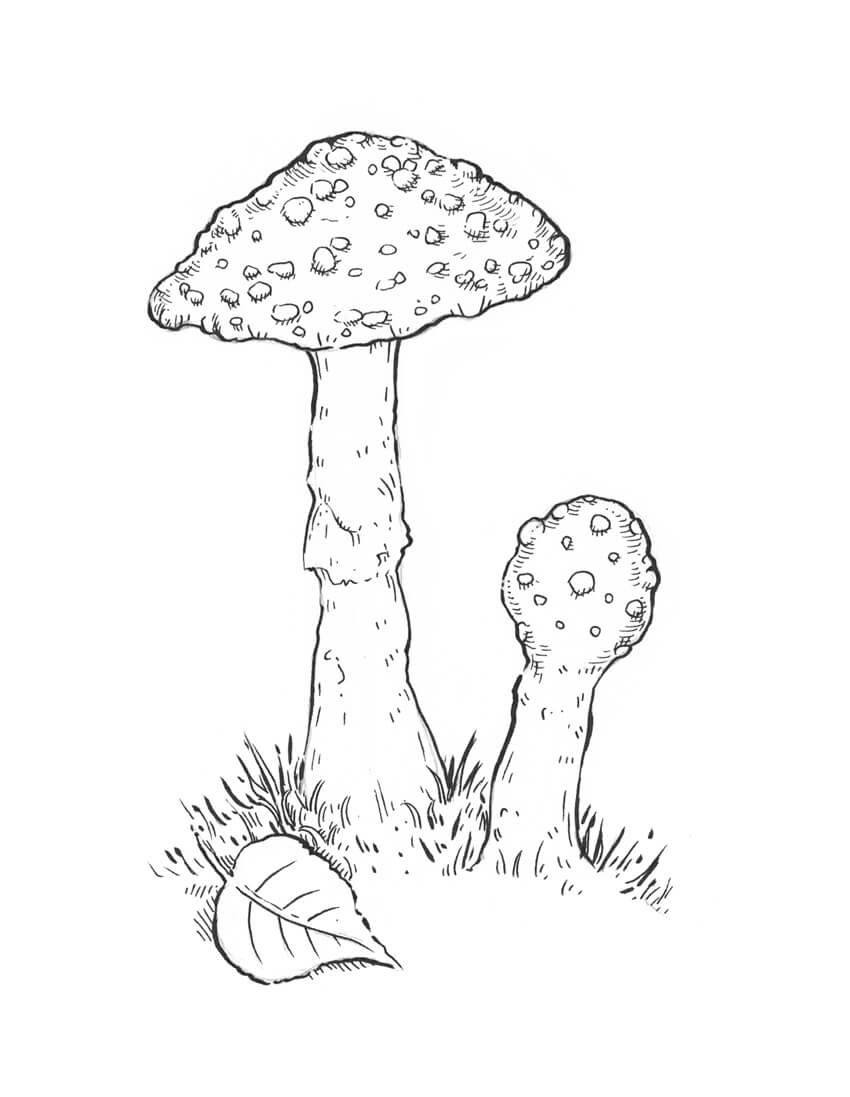 Mushroom Drawing Amazing