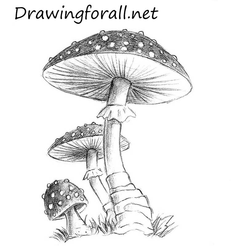 Mushroom Drawing Art