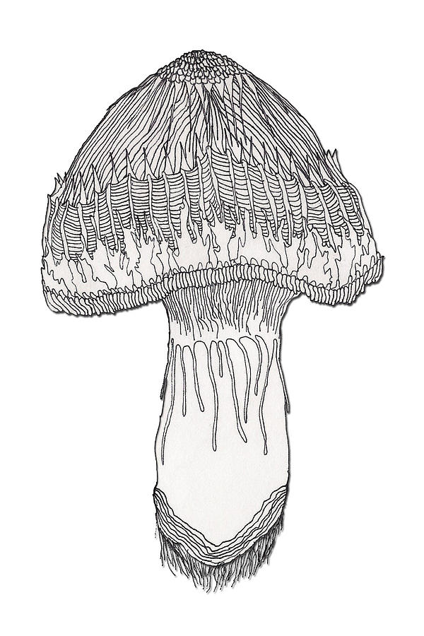 Mushroom Drawing Beautiful Art