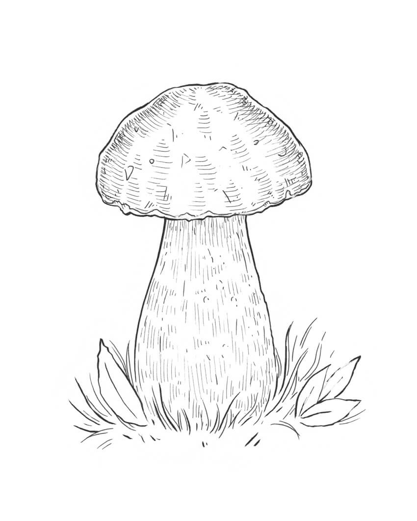 Mushroom Drawing Beautiful Image