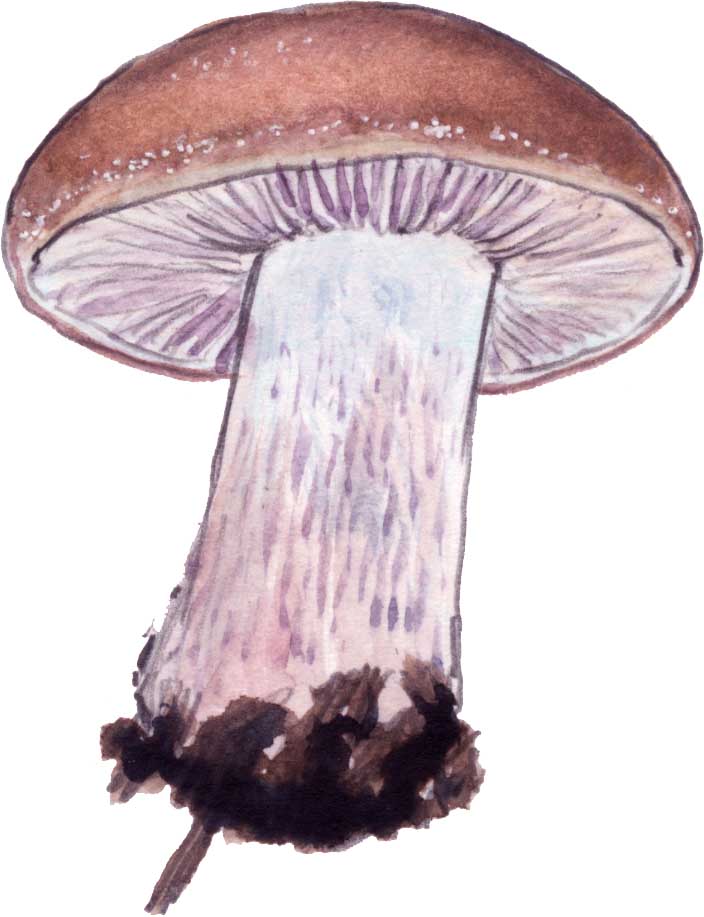 Mushroom Drawing Best