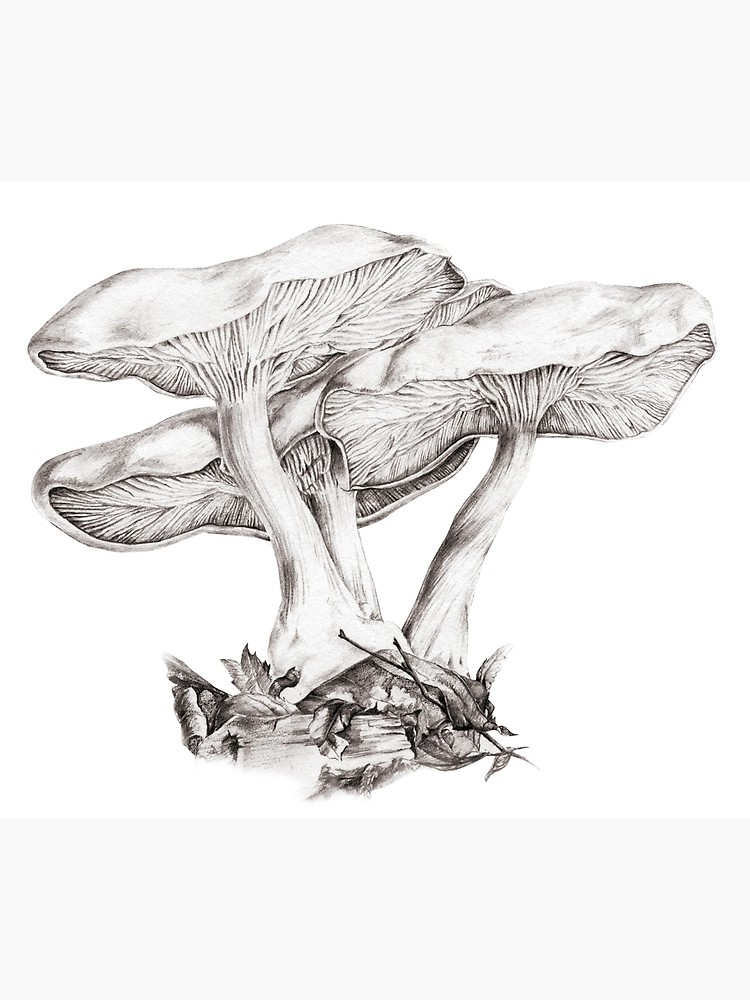Mushroom Drawing High-Quality