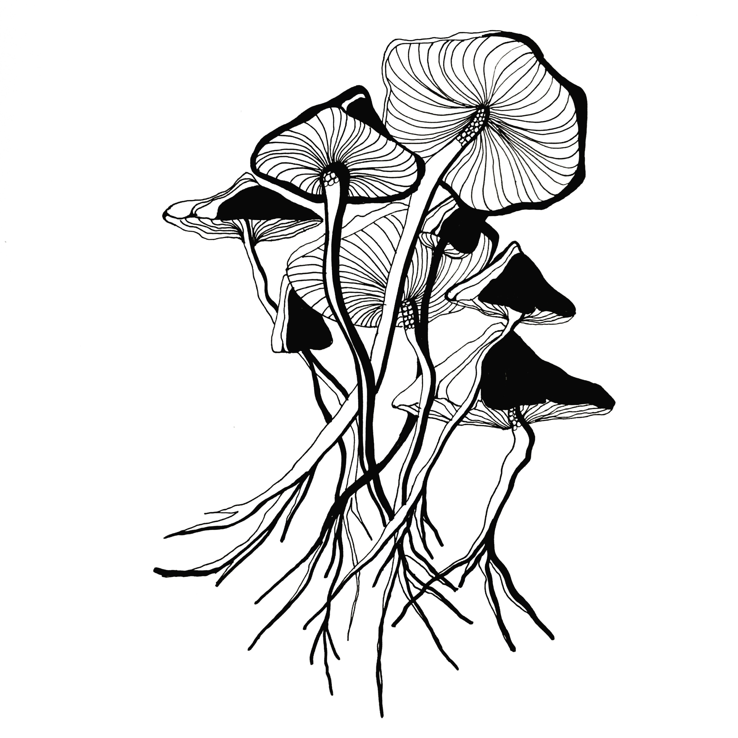 Mushroom Drawing Photos