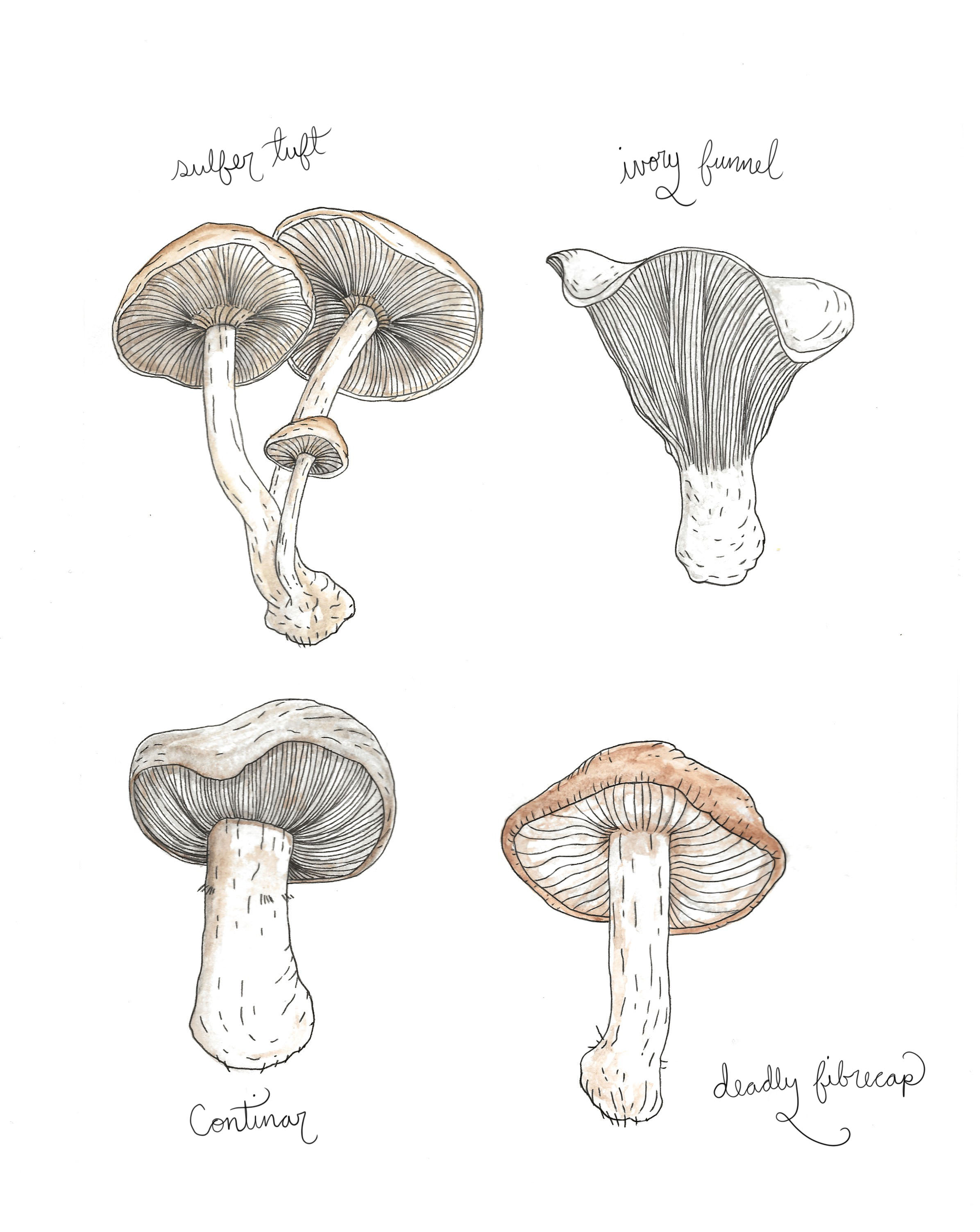 Mushroom Drawing Pic