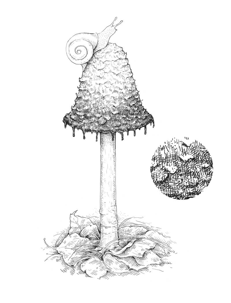 Mushroom Drawing Picture