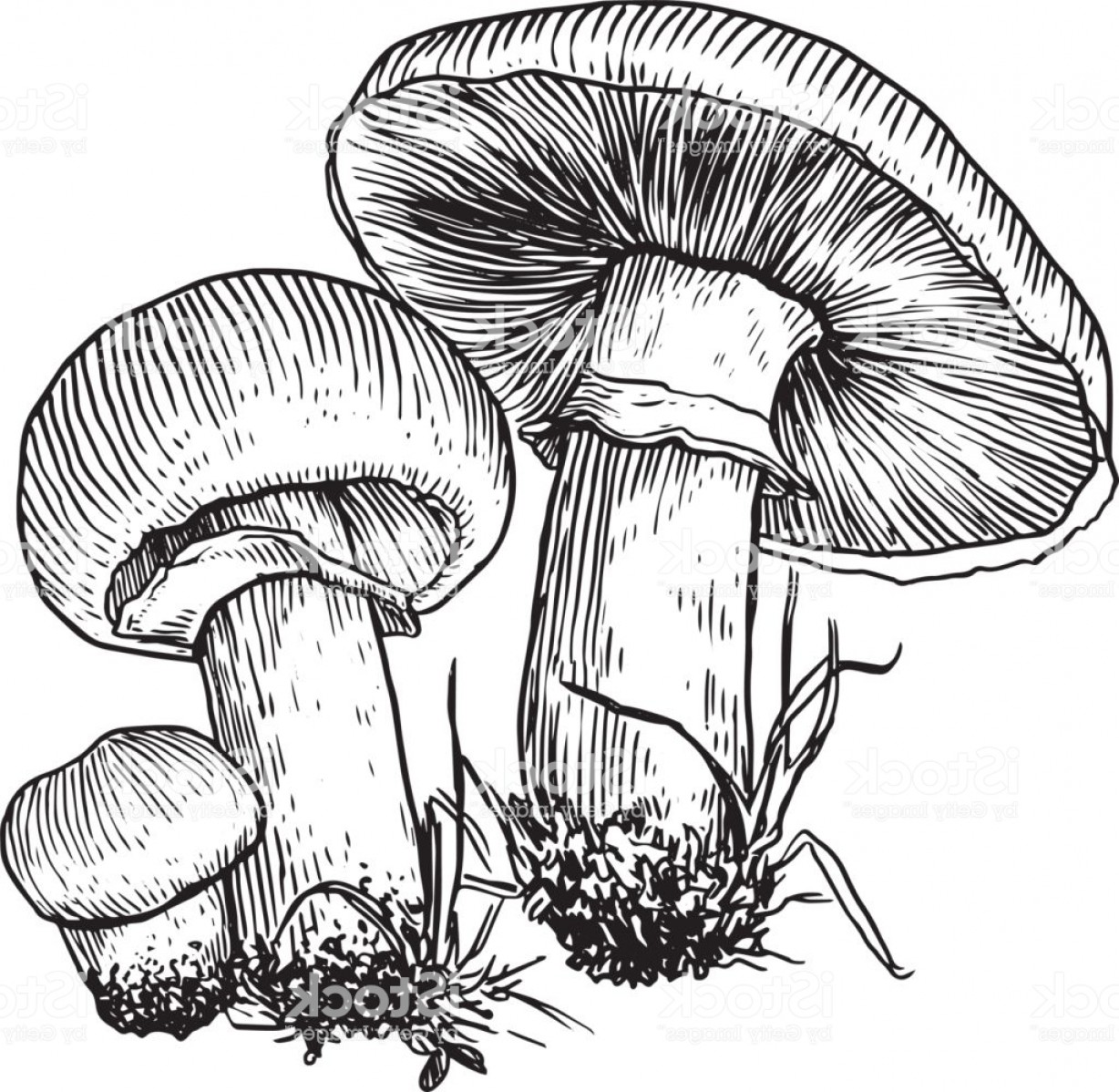 Mushroom Drawing Pictures