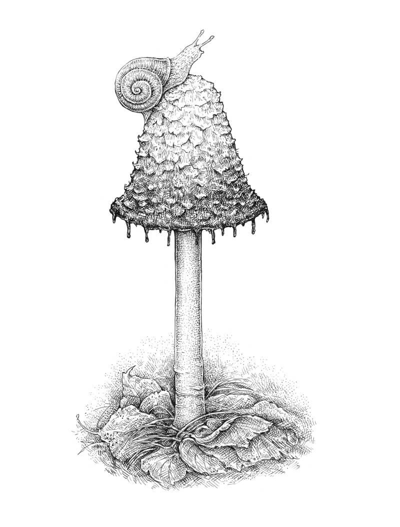 Mushroom Drawing Realistic