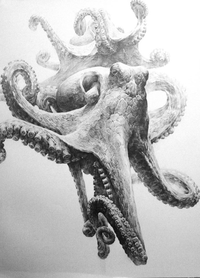 Octopus Tentacles Drawing Art