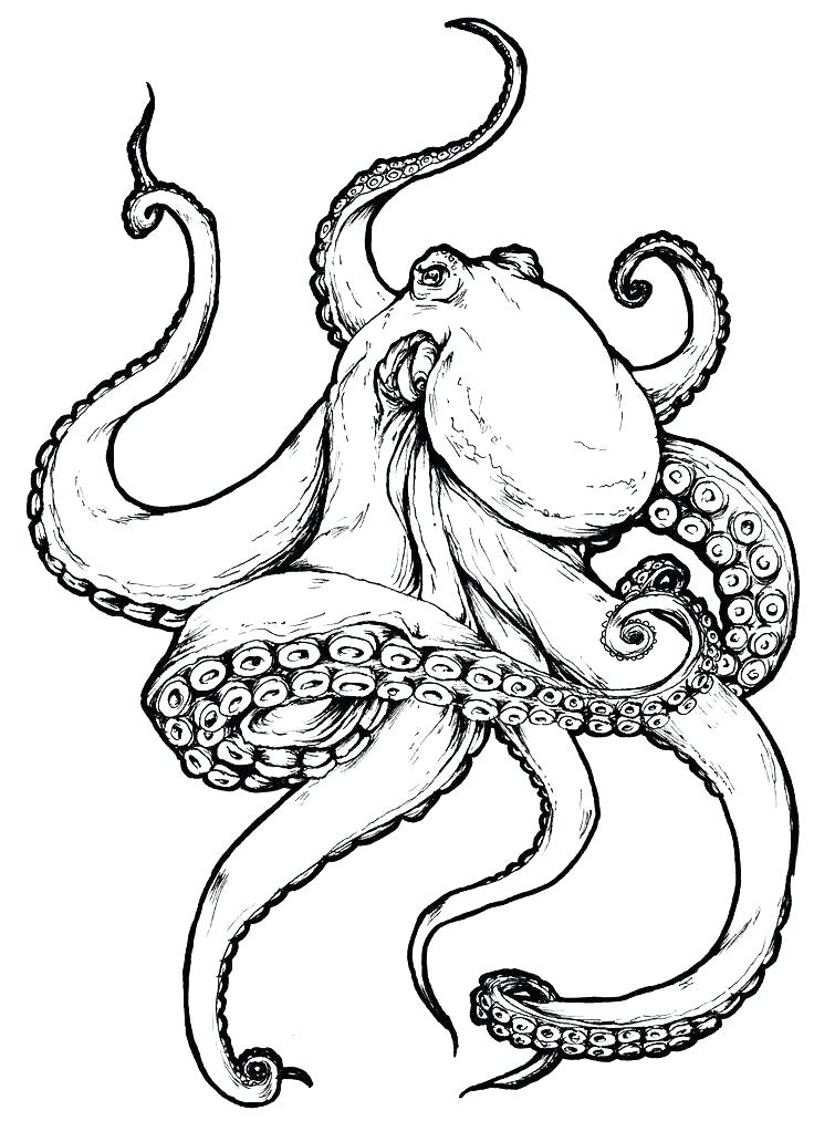 How To Draw Realistic Octopus Tentacles Learn How To Draw Share your drawings with us! learn how to draw blogger