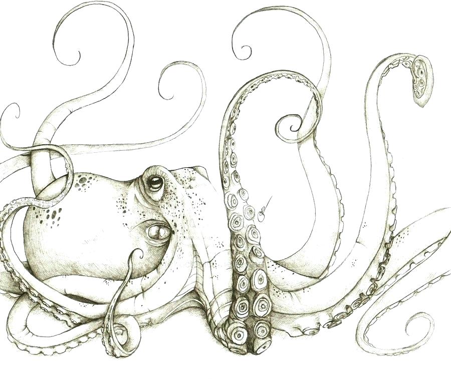 Octopus Tentacles Drawing High-Quality