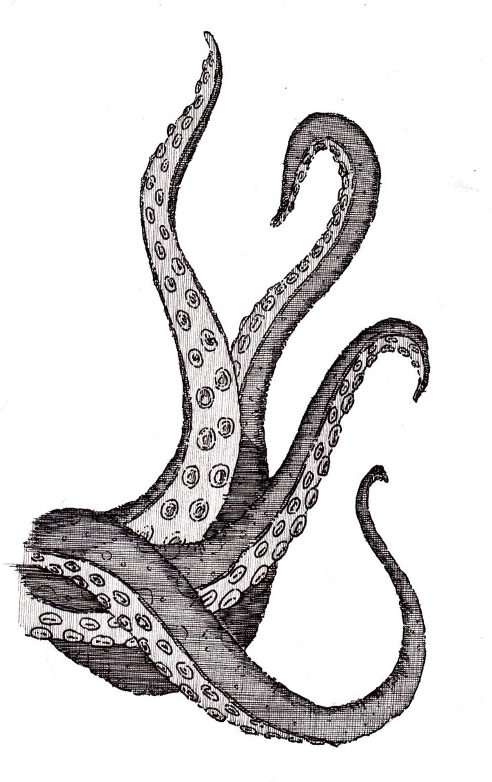 Octopus Tentacles Drawing Images