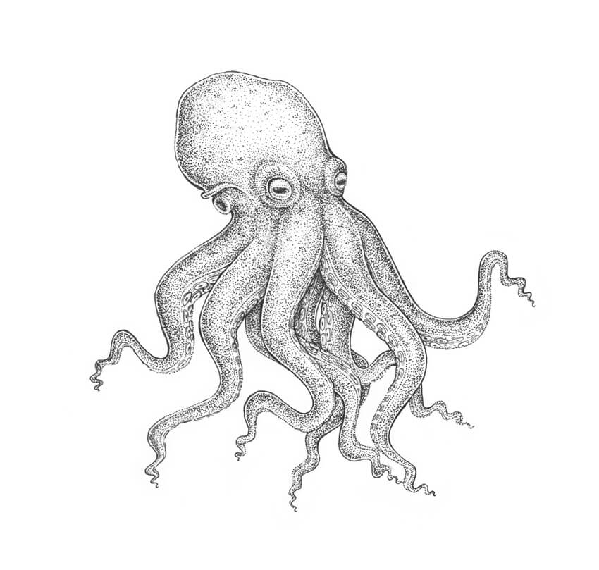 Octopus Tentacles Drawing Photos