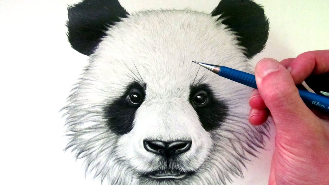 Panda Face Drawing Art