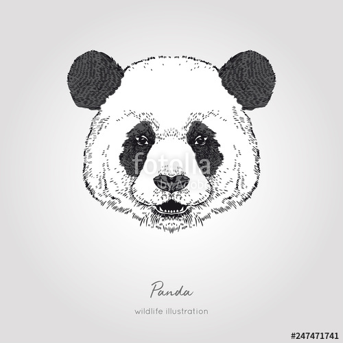 Panda Face Drawing Pics