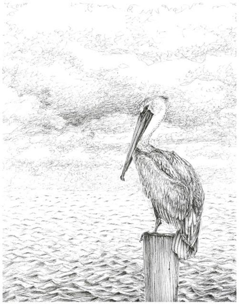 Pelican Art Drawing