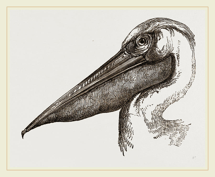 Pelican Drawing Amazing
