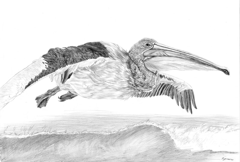 Pelican Drawing Art