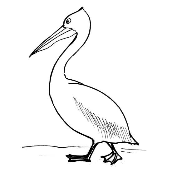Pelican Drawing Beautiful Art