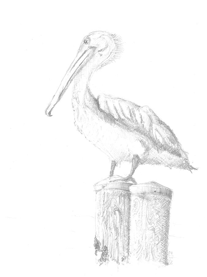 Pelican Drawings for Sale  Fine Art America
